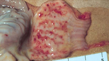 Ranikhet disease