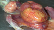 Yolk Sac Infection