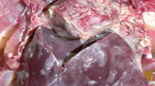 Colibacillosis