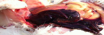 Fatty liver Hemorrhagic Syndrome (FLHS)