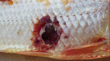 Bacterial diseases