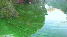 Blue-green algae