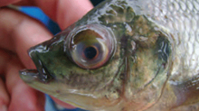 Eye lesions